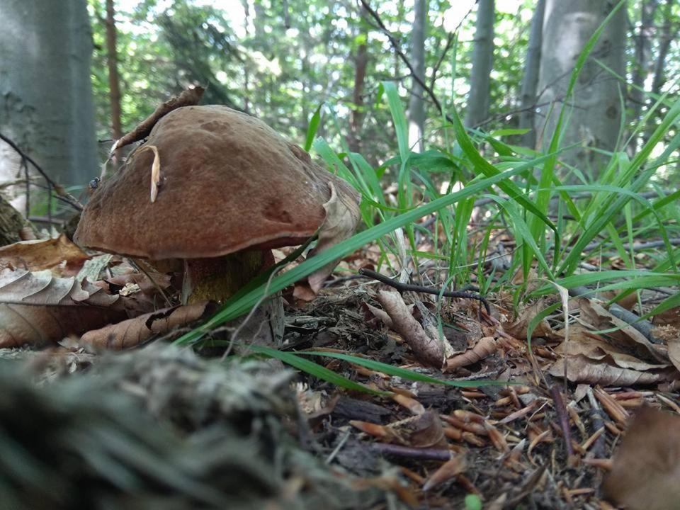 Babia Chata 扎沃亚 外观 照片